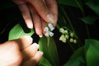 Broche Muguet micro macramé – Bijou floral fait main - Coton & Astrance