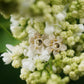 Puces florales micro macramé & citrine – Boucles elfiques - Coton & Astrance