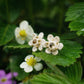 Puces florales micro macramé & citrine – Boucles elfiques - Coton & Astrance