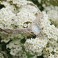 Collier V elfique labradorite pierre de lune • Ras de cou féérique - Coton & Astrance
