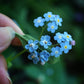 Broche Myosotis en micro macramé – Accessoire sac floral bohème elfique - Coton & Astrance